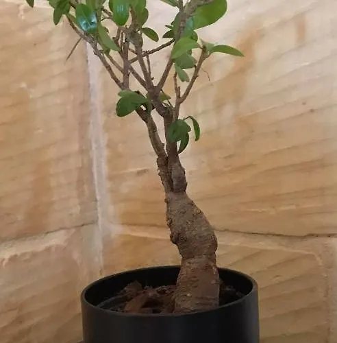 Ta Marie Merhba Zebbug (Gozo)